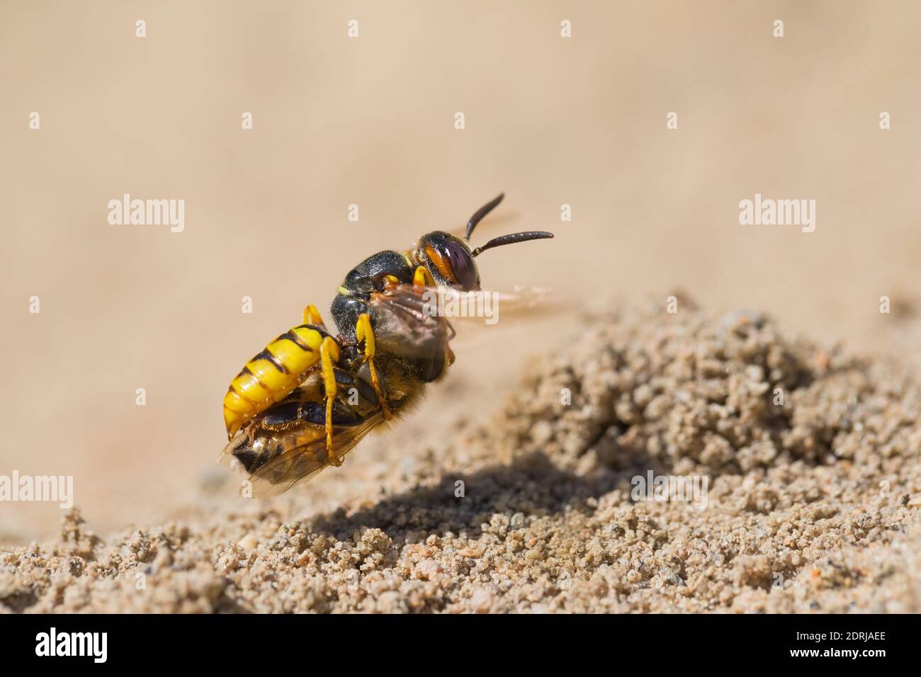 Europäischer Bienenwolf (Philanthus triangulum) mit ihrer Honigbienenbeute Stockfoto