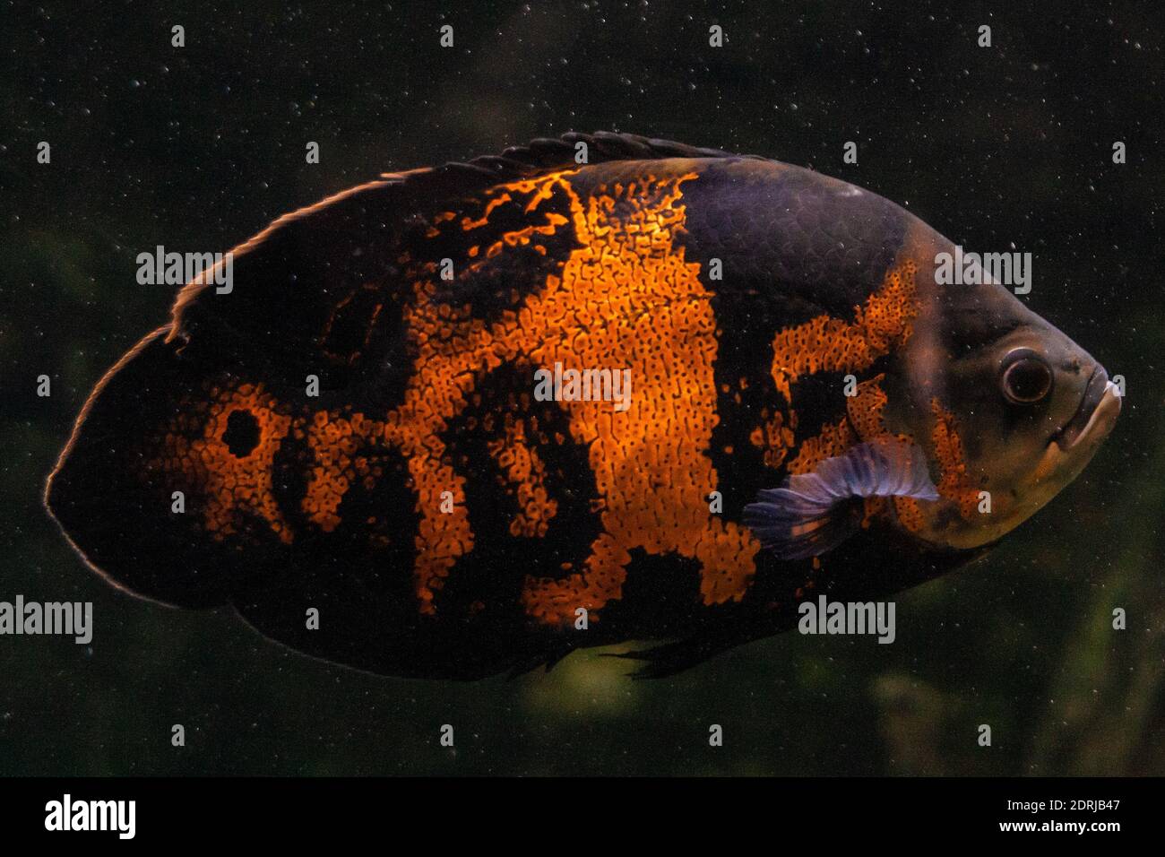 Nahaufnahme der Fische schwimmen im Aquarium Stockfotografie - Alamy