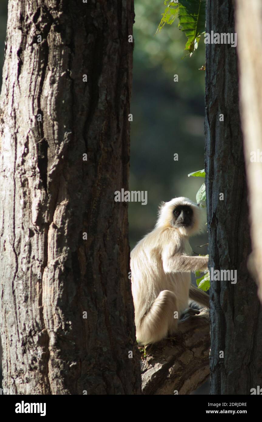 Nördliche Ebene grau langur Semnopithecus entellus. Bandhavgarh National Park. Madhya Pradesh. Indien. Stockfoto