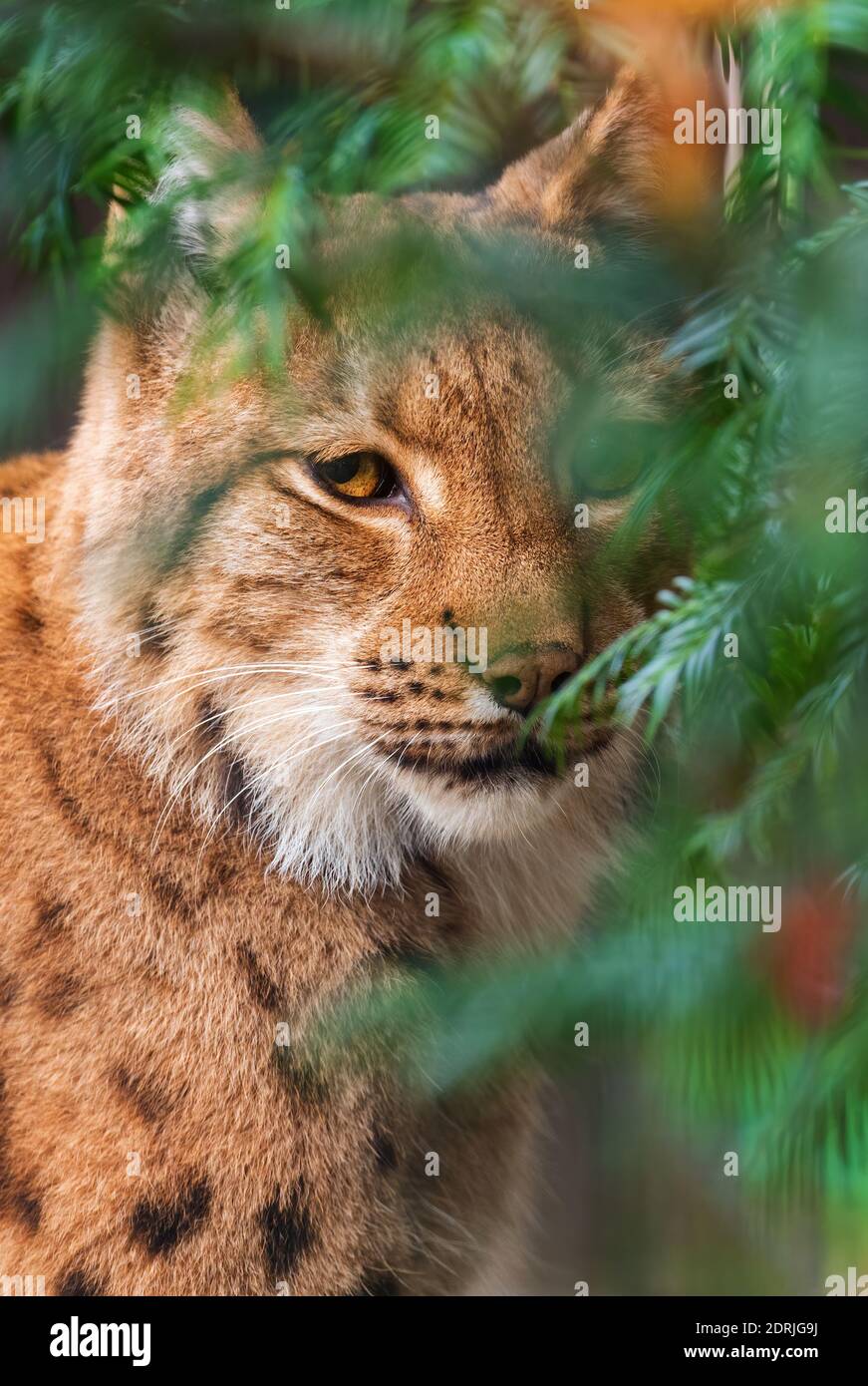 Eurasian Lynx - Luchs Luchs, Portrait einer schönen scheuen Katze aus europäischen Wäldern, Tschechien. Stockfoto
