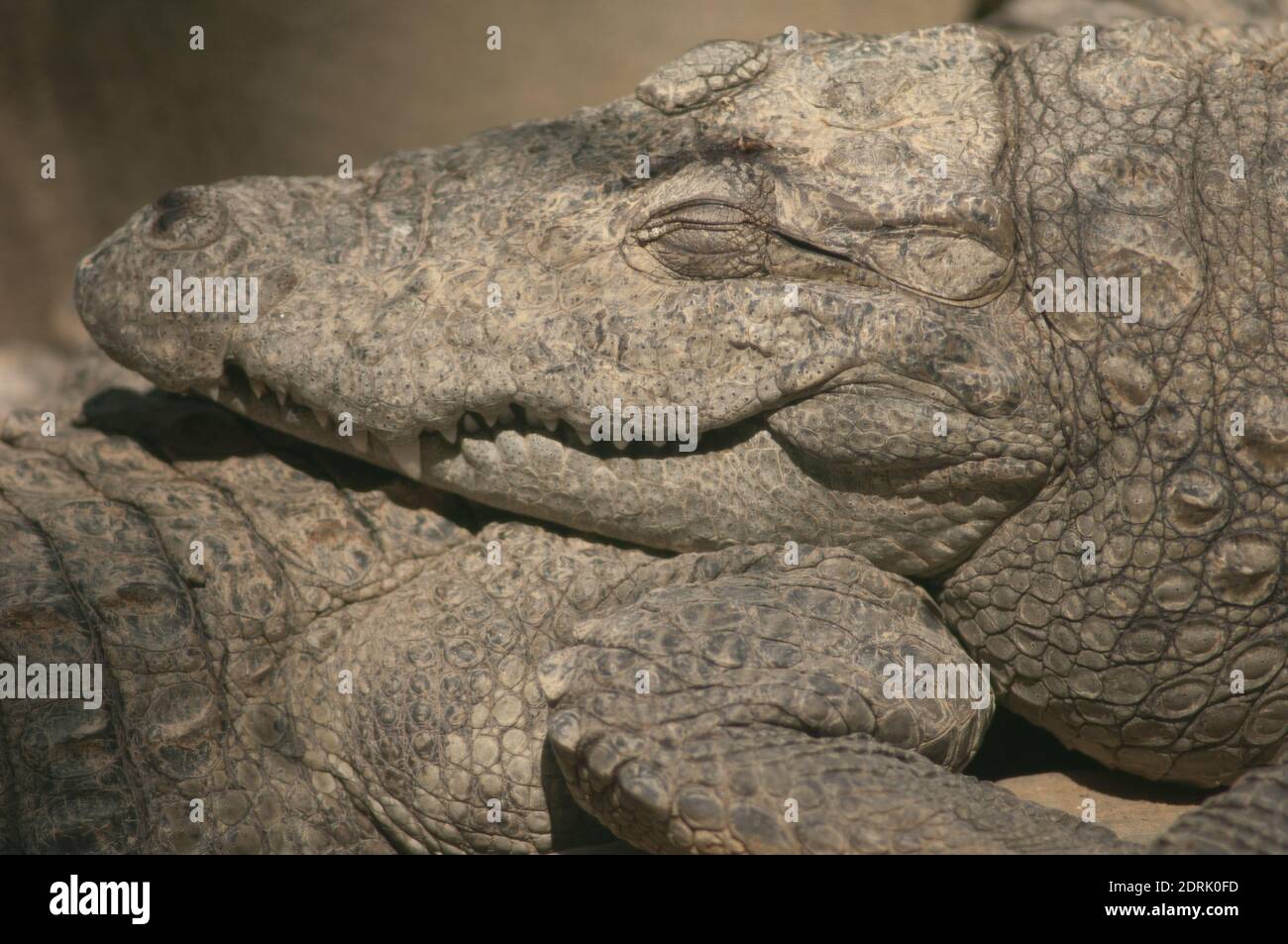 Räucherkrokodil Crocodylus palustris schläft. Zuchtzentrum für Gefangenschaft. Sasan. Gir Sanctuary. Gujarat. Indien. Stockfoto