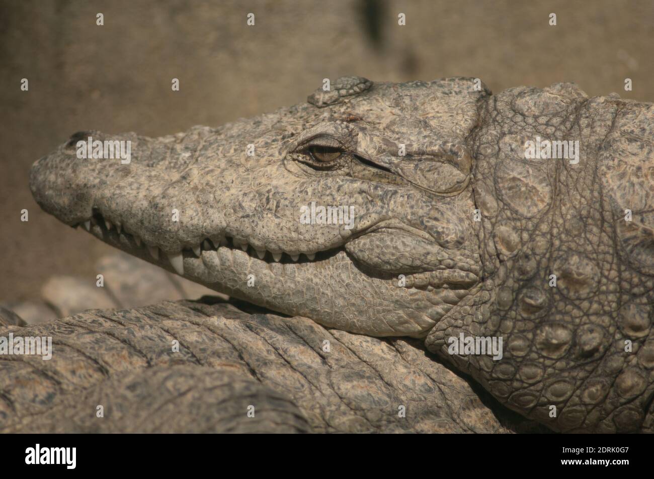 Kopf eines Räuberkrokodils Crocodylus palustris. Zuchtzentrum für Gefangenschaft. Sasan. Gir Sanctuary. Gujarat. Indien. Stockfoto