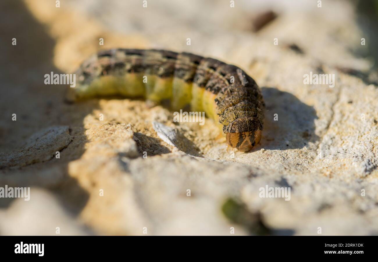 Eine Makroaufnahme einer Raupe auf einem Kalksteinfelsen Stockfoto