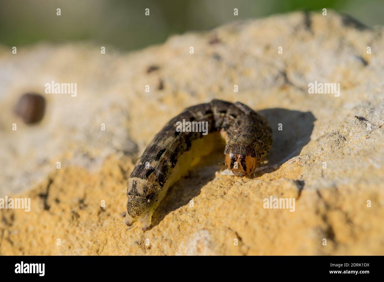 Eine Makroaufnahme einer Raupe auf einem Kalksteinfelsen Stockfoto