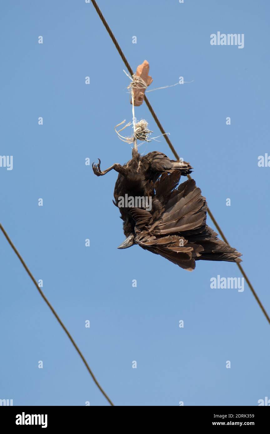 Groß-Fagelkrähe Corvus macrorhynchos getötet und hängen von einem Stromkabel. Sasan. Gir Sanctuary. Gujarat. Indien. Stockfoto