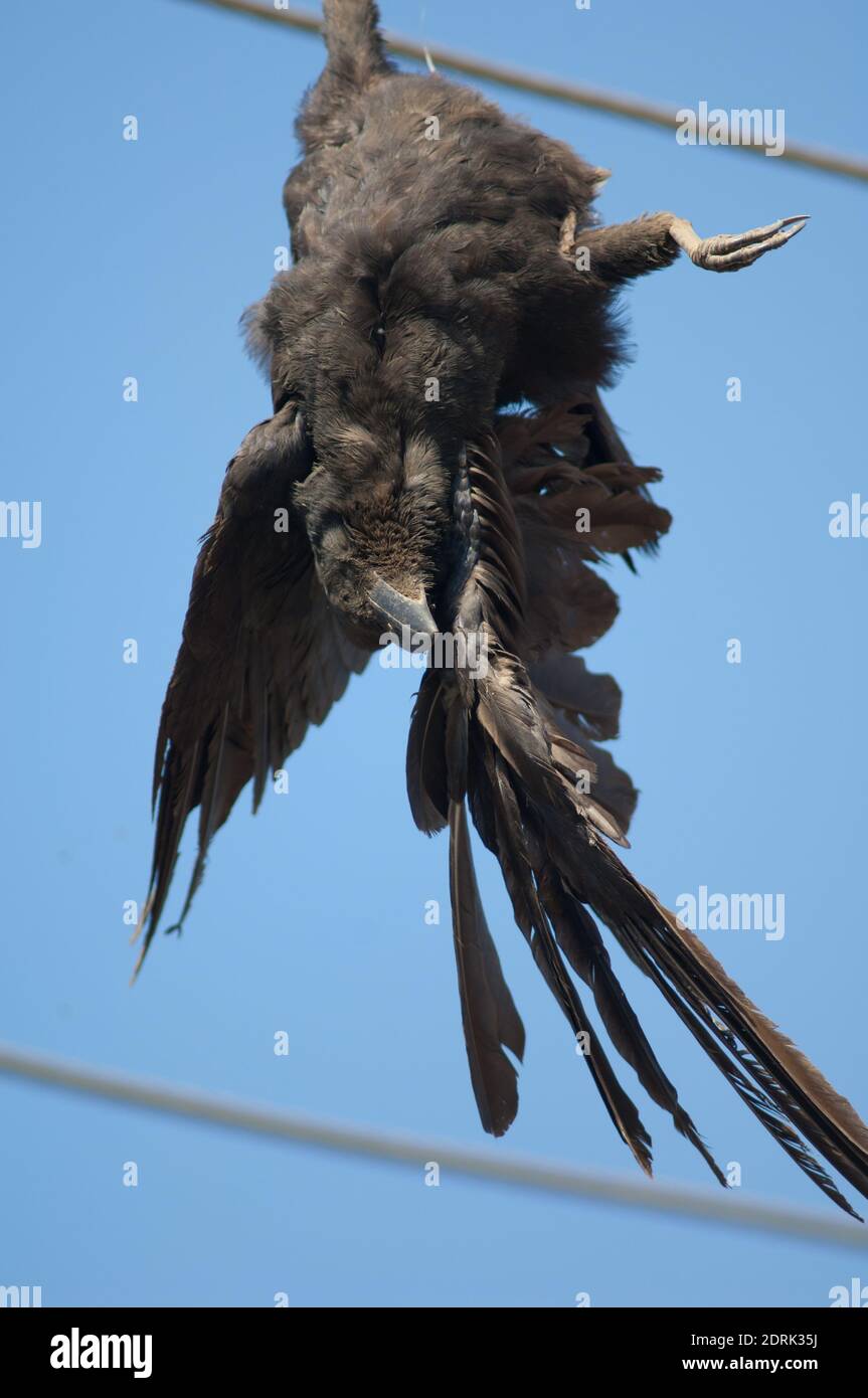 Groß-Fagelkrähe Corvus macrorhynchos getötet und hängen von einem Stromkabel. Sasan. Gir Sanctuary. Gujarat. Indien. Stockfoto