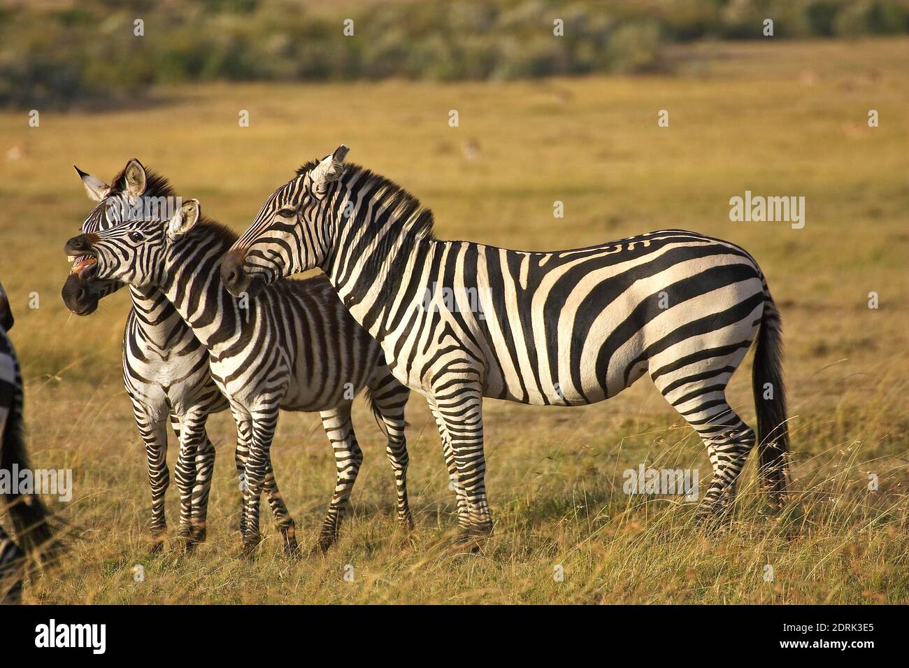 Burchell's Zebra, equus burchelli, Gruppe im Masai Mara Park in Kenia Stockfoto