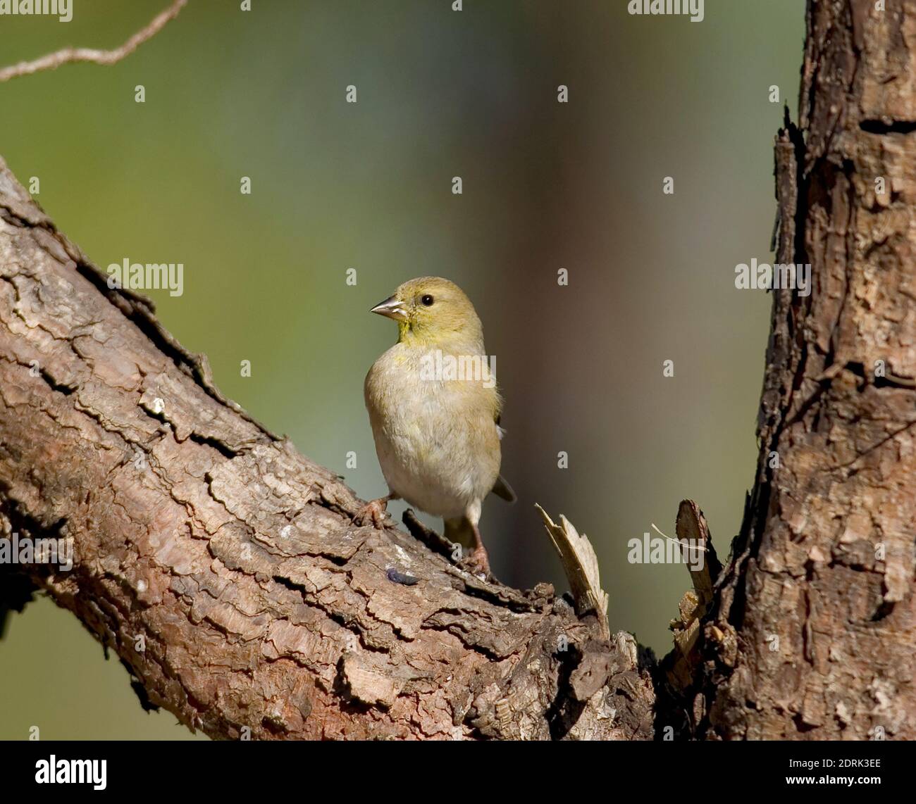 Eine Erwachsene weibliche Pine Warbler, Setophaga pinus, thront auf einem Kiefernzweig. Winter, Drewry, Alabama. Frühere wissenschaftliche Synonyme von S. pinus sind Certhia Stockfoto