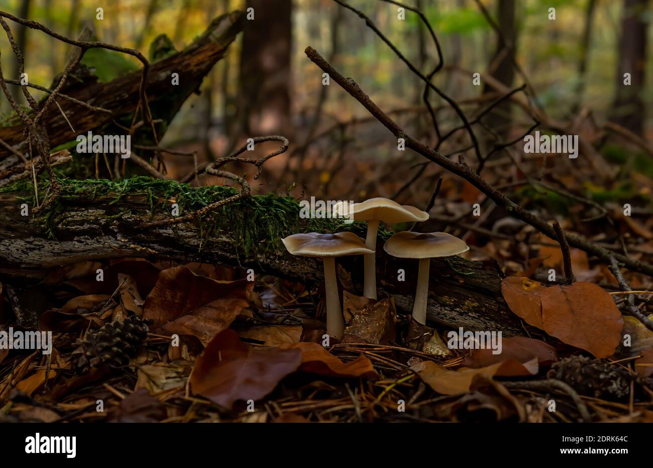 Wildpilze im Herbstwald Stockfoto