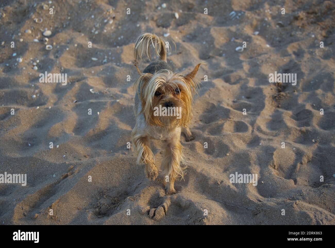 Ein kleiner und toller Hund traf sich am Strand. Stockfoto