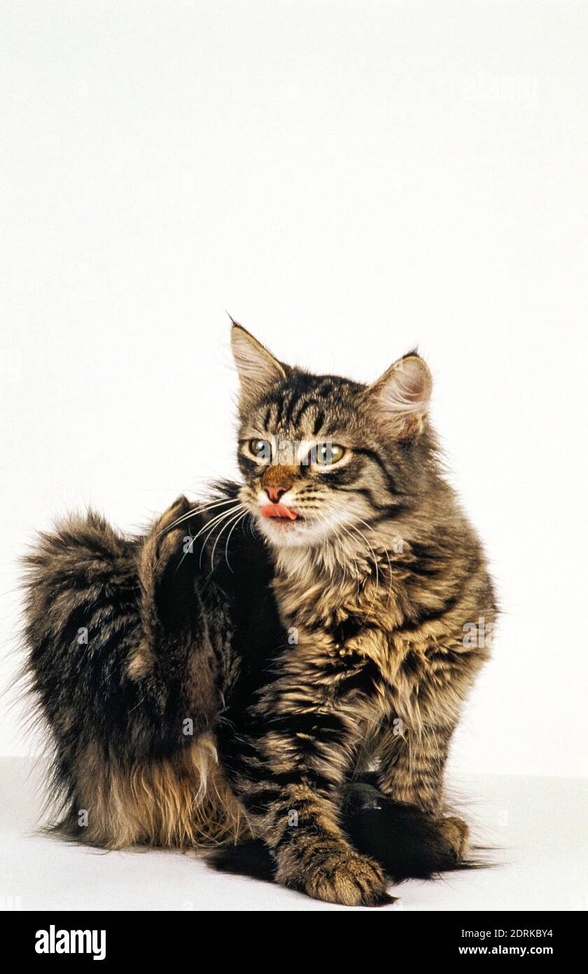 Siberian Domestic Cat Kratzen Stockfoto