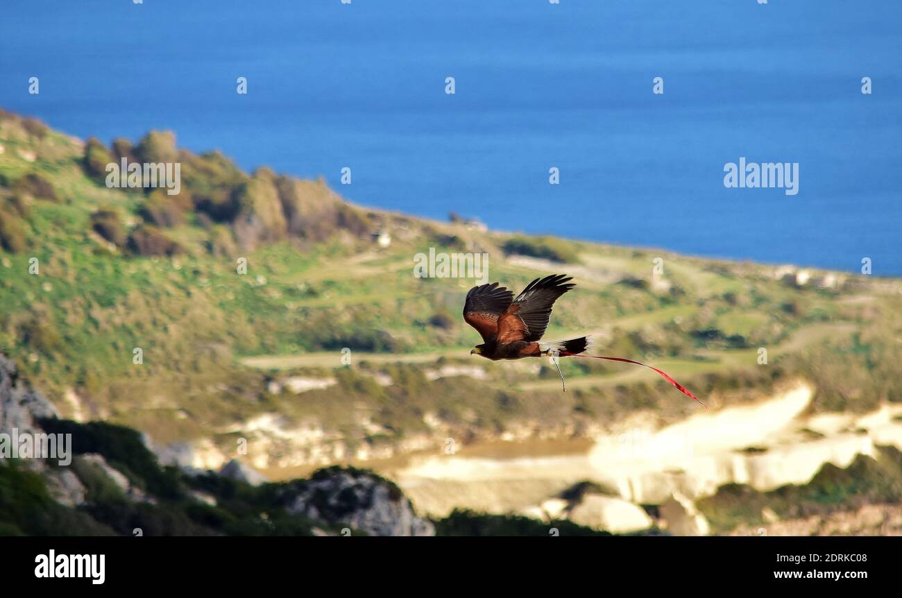 Eine Captive harris Hawk, in der falknerei verwendet, die von seinen falconer Für eine Ausbildung Flug genommen. Seine Flügel ausbreiten, es über die maltesische Küste fliegen ist Stockfoto