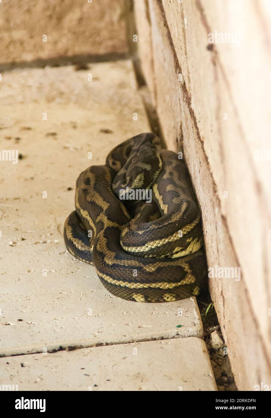 Ein Teppich Python (Morelia spilota) ordentlich gewickelt und ruht in einem privaten Garten neben einer Wand. Eine nicht giftige Schlange, die in Queensland, Australien, häufig vorkommt. Stockfoto