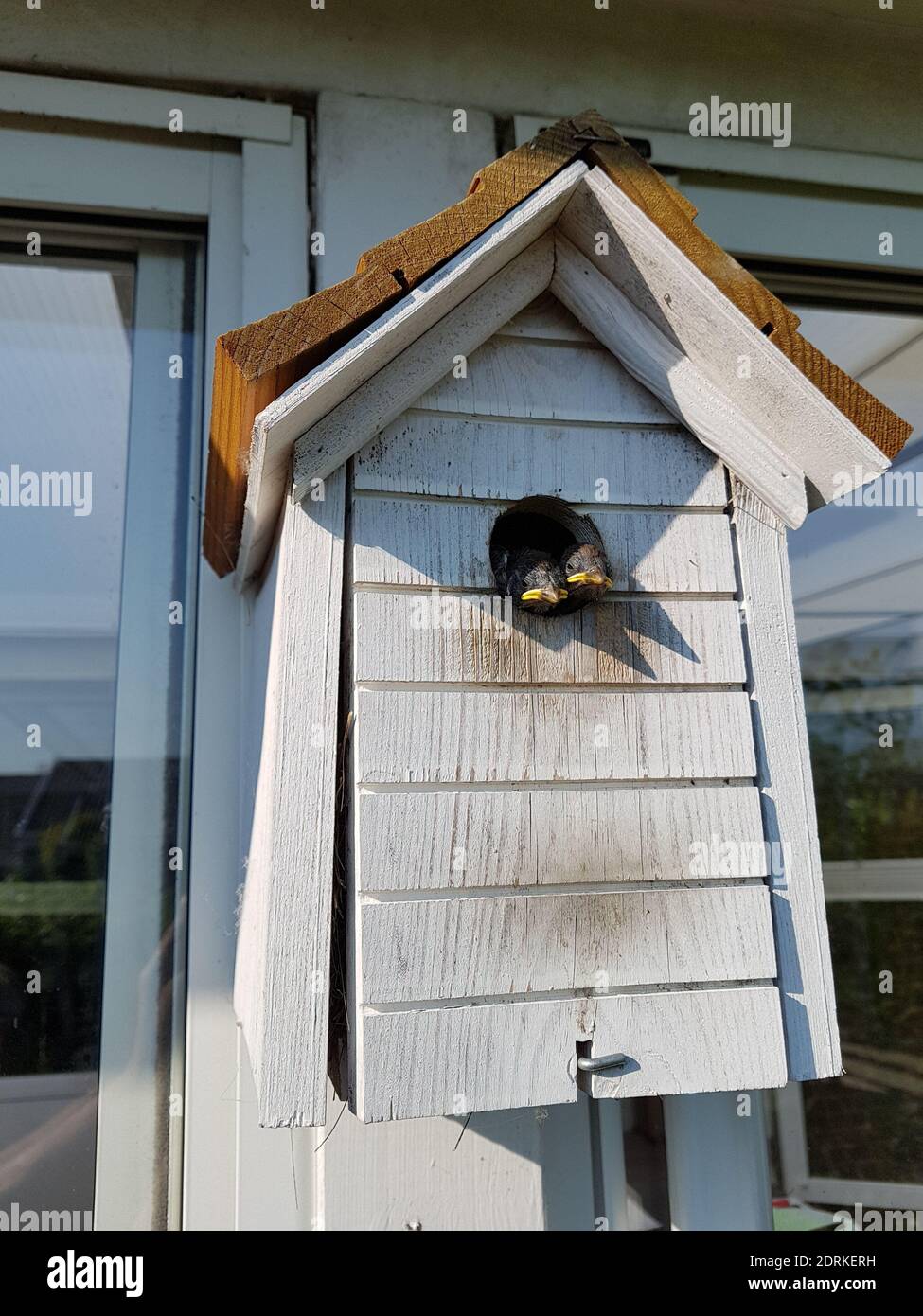 Junge Vögel Im Vogelhaus Am Fenster Stockfotografie - Alamy