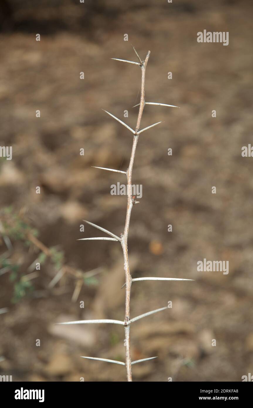 Zweig der Sichelbusch Dichrostachys cinerea. Gir-Nationalpark. Gujarat. Indien. Stockfoto