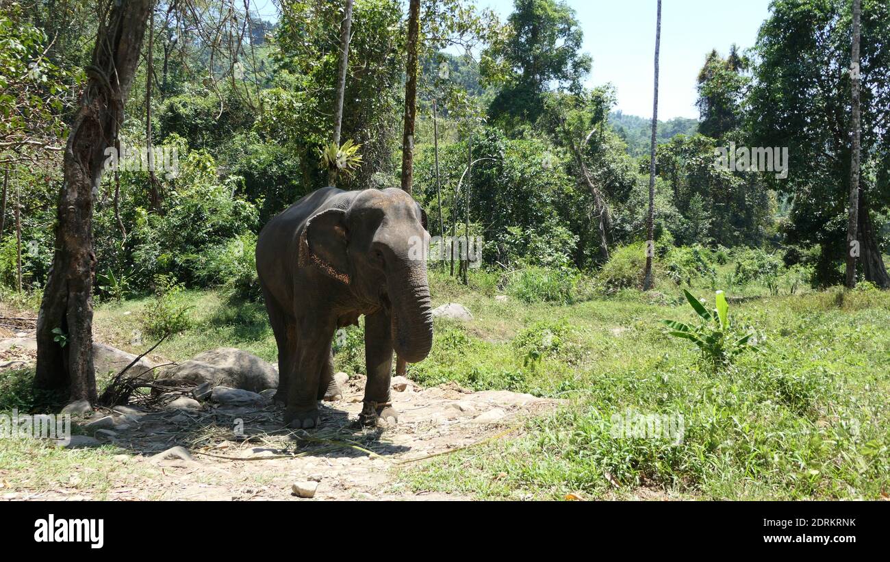 Thailand Stockfoto