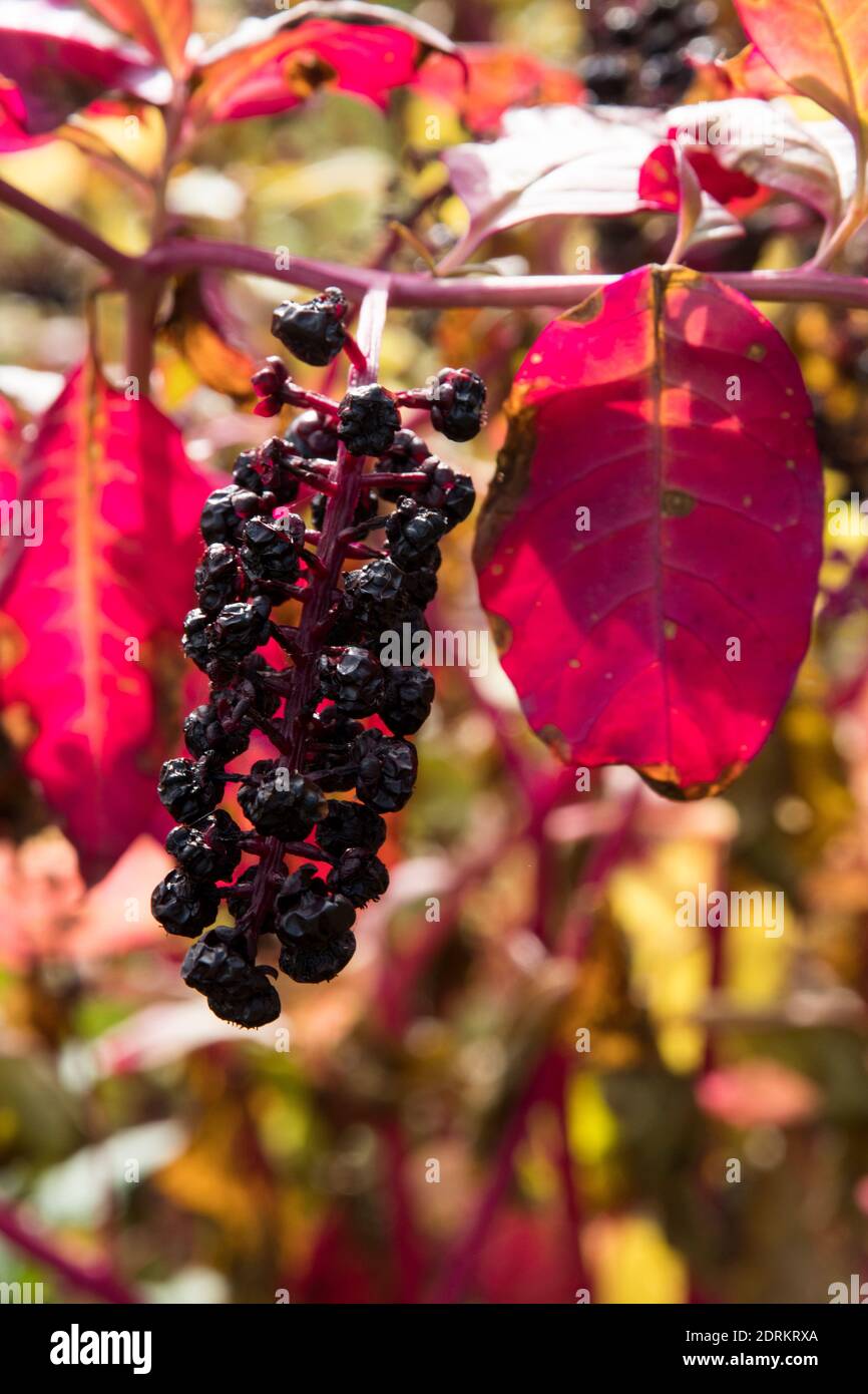 Phytolacca americana Stockfoto