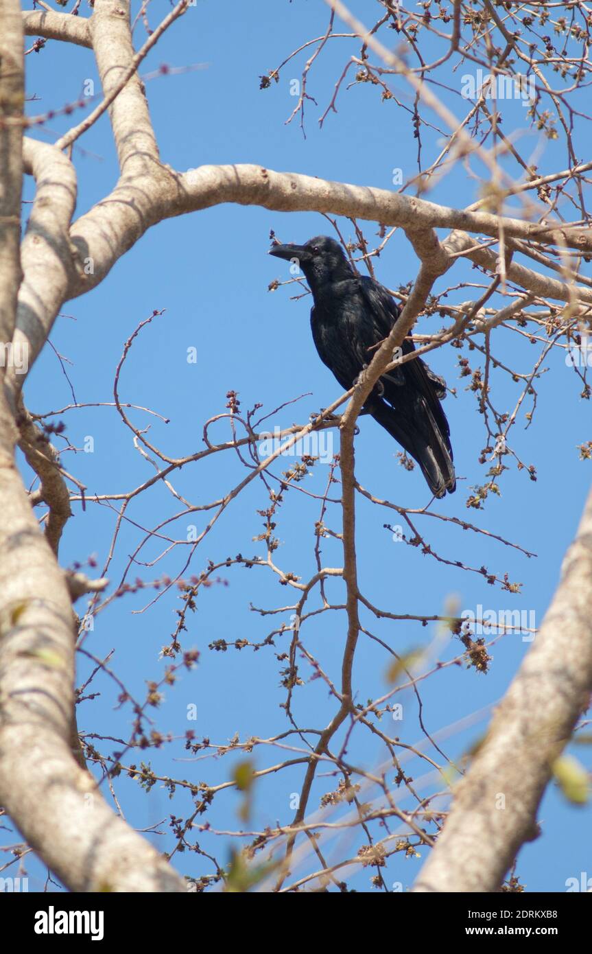 Großschnabelkrähe Corvus macrorhynchos auf einem Ast. Sasan. Gir Heiligtum. Gujarat. Indien. Stockfoto