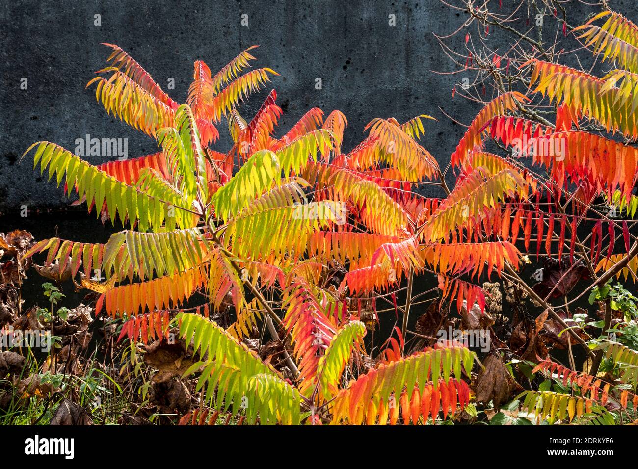 Rhus typhina Stockfoto Rhus typhina Stockfoto