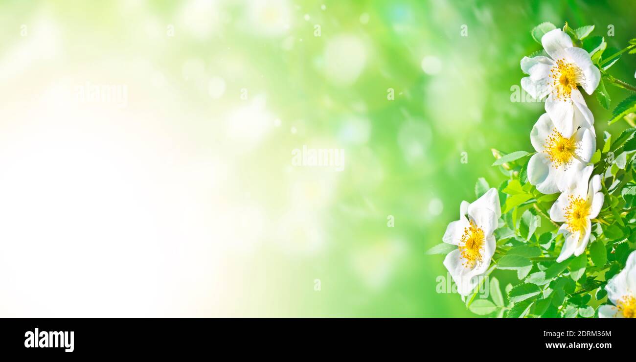 Frühling Sommer festliche Hintergrund mit weißen Hagebutten Blumen. Natürlicher Hintergrund. Stockfoto
