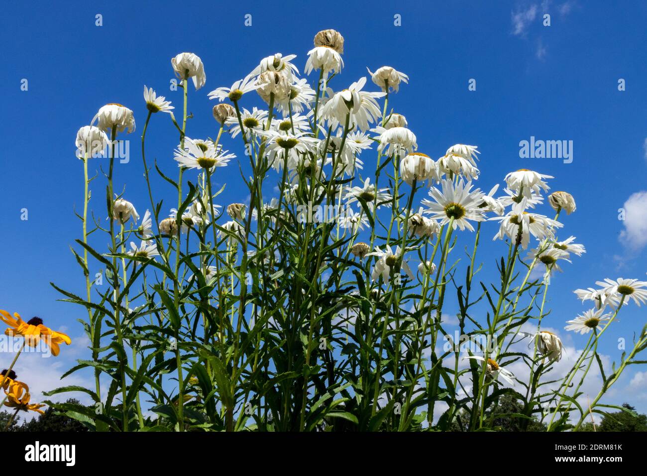 Shasta Daisy, Leucanthemum gegen blauen Himmel juli Garten im Sommer Stockfoto