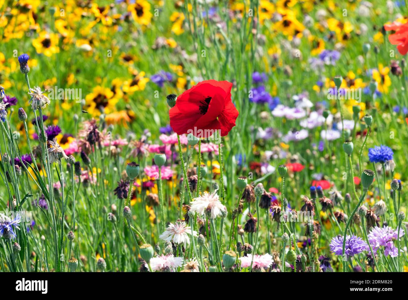 Sommerblume Wiese Roter Mohn gemischte Pflanzen Bunte Wildblume Wiese Gartenblumen Papaver Rhoeas Rot Gelb Grün Blau blühende Juli gemischte Blume Stockfoto