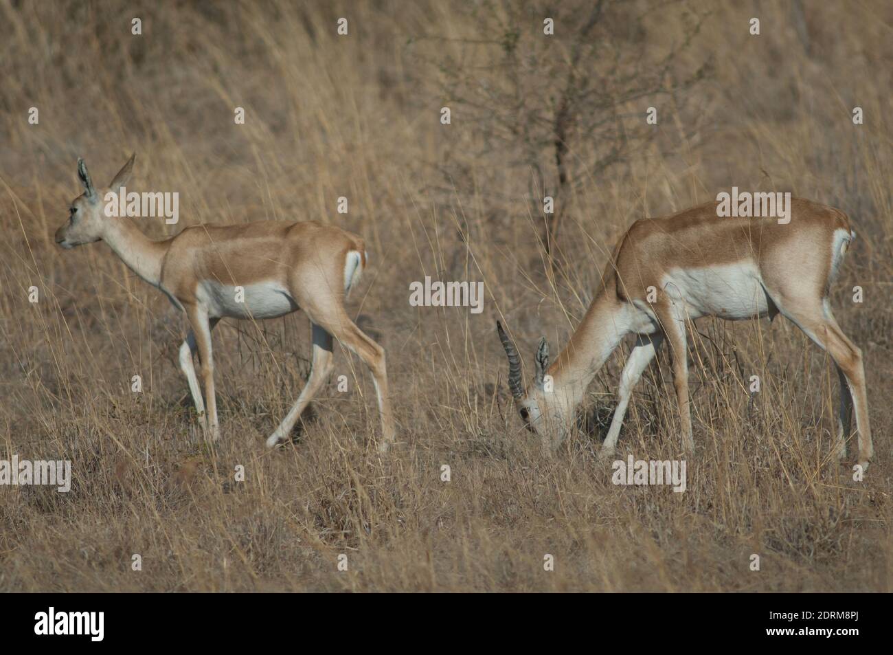 Paar Schwarzböcke Antilope cervicapra in Devalia. Gir Sanctuary. Gujarat. Indien. Stockfoto