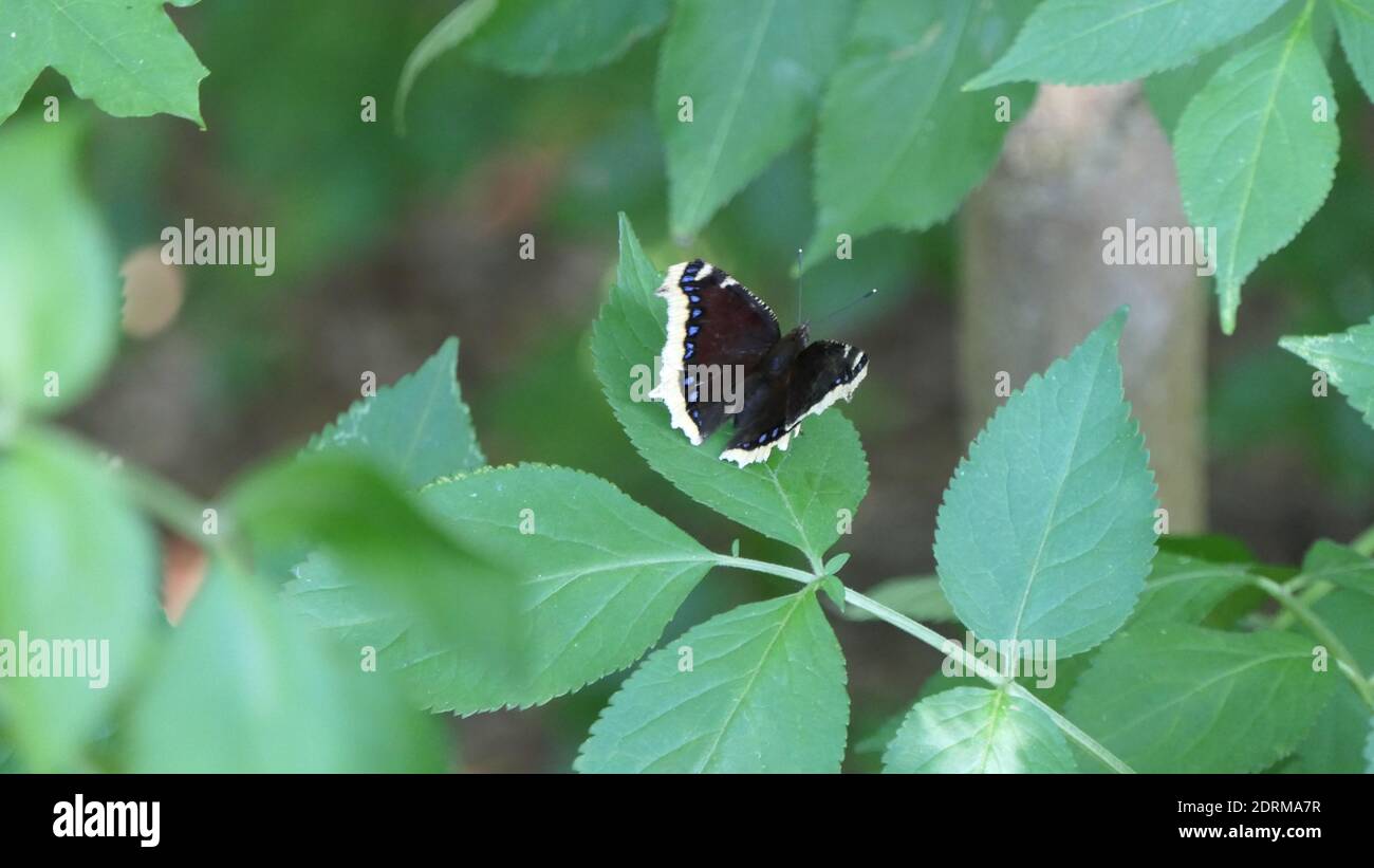 Polen Stockfoto