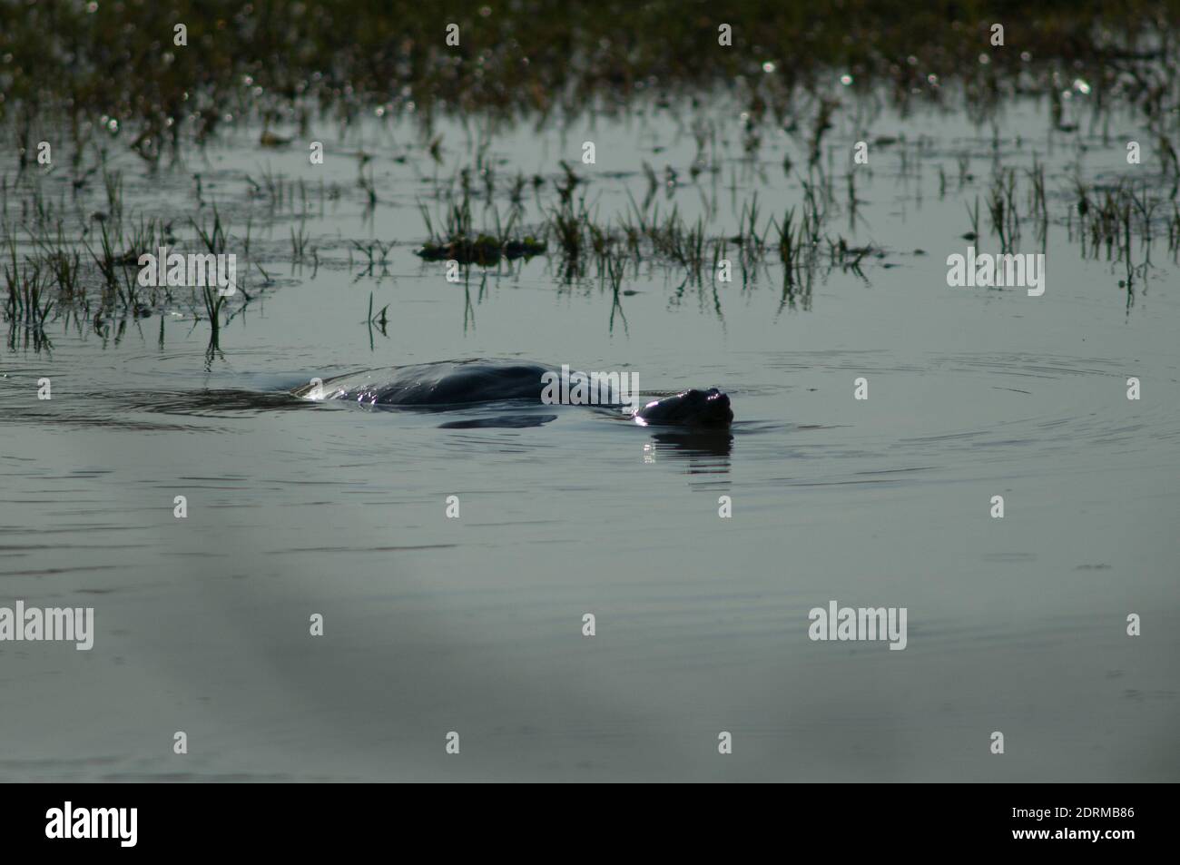 Indische Flapshellschildkröte Lissemys punctata. Keoladeo Ghana National Park. Rajasthan. Indien. Stockfoto