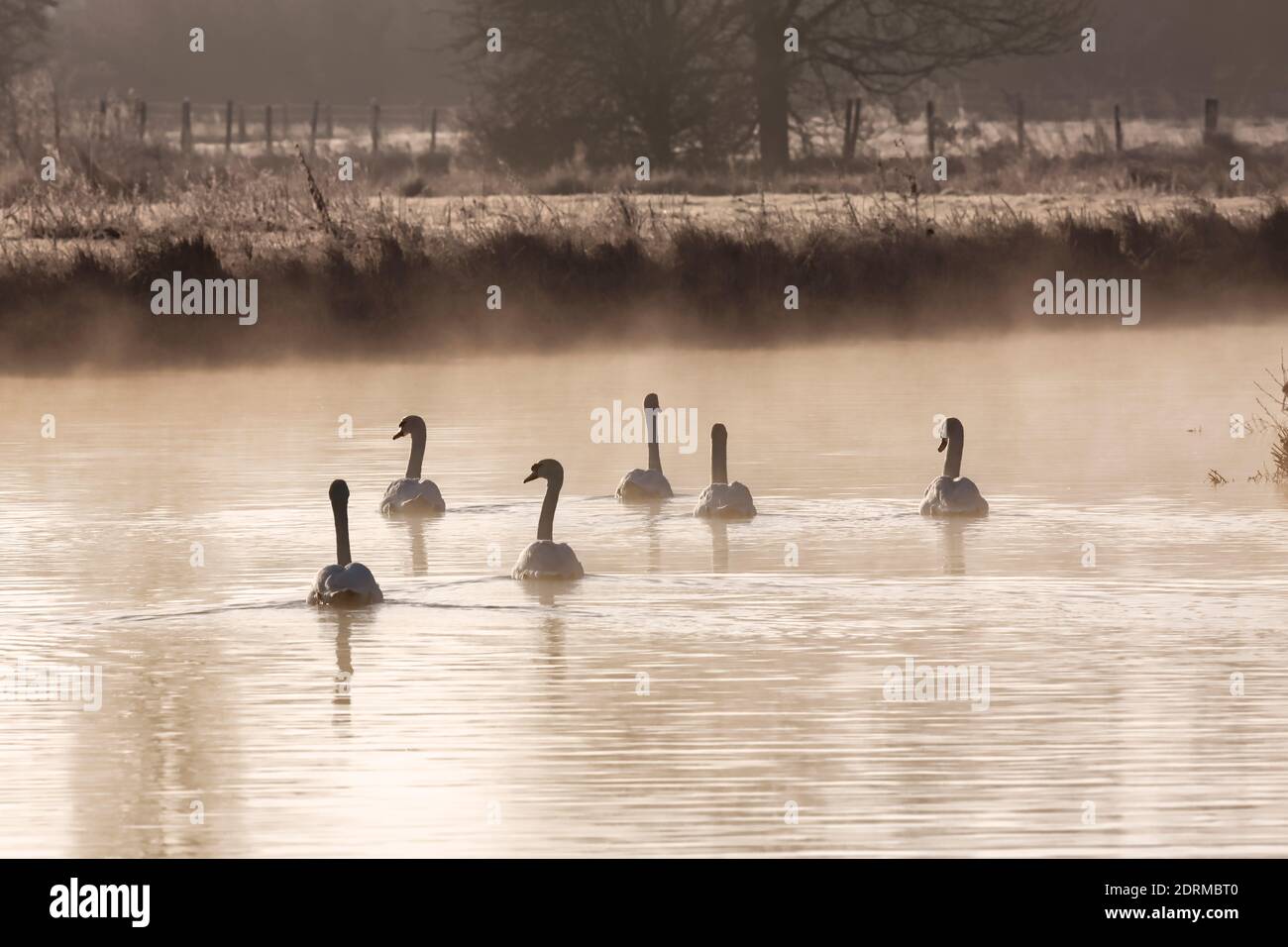 Schwäne im frühen Morgennebel, Sudbury-Wiesen. Stockfoto