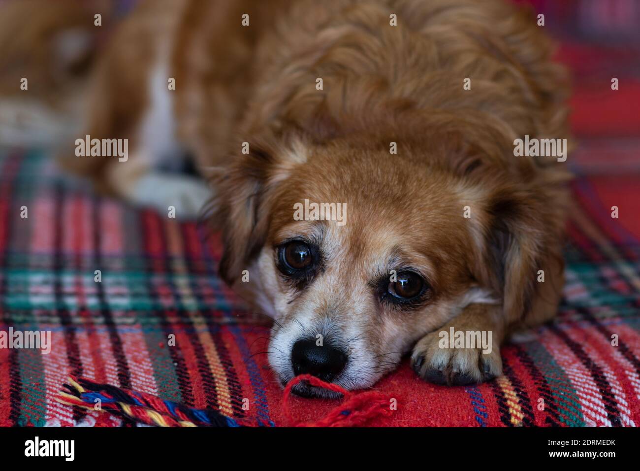 Trauriger Hund, der zu Hause auf der Decke liegt. Niedliches kleines Haustier mit traurigen Augen, die die Kamera betrachten Stockfoto