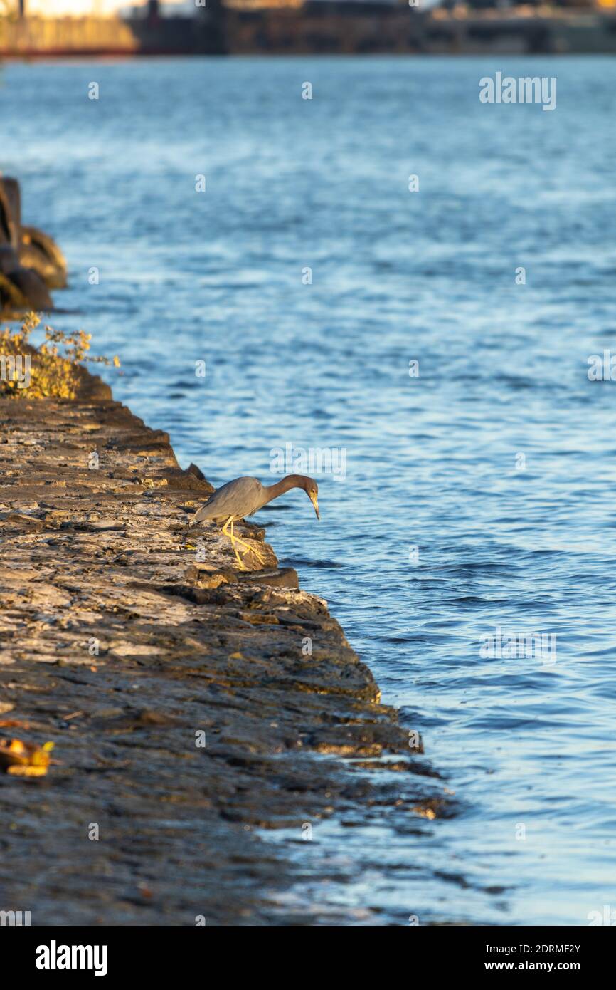Eine vertikale Aufnahme eines Reiher, der an den Ufern von steht Der Tuxpan Fluss Stockfoto