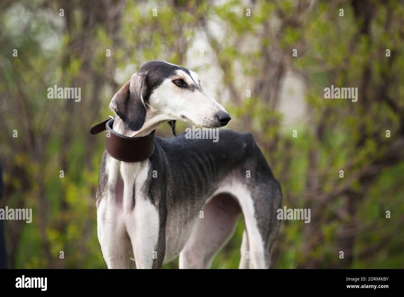 Saluki (persischer Windhund, Gazelle Hund) - eine Rasse von Windhund Hunde, gilt als eine der ältesten Rassen. Ein eleganter, ziemlich großer Hund, entworfen für Stockfoto