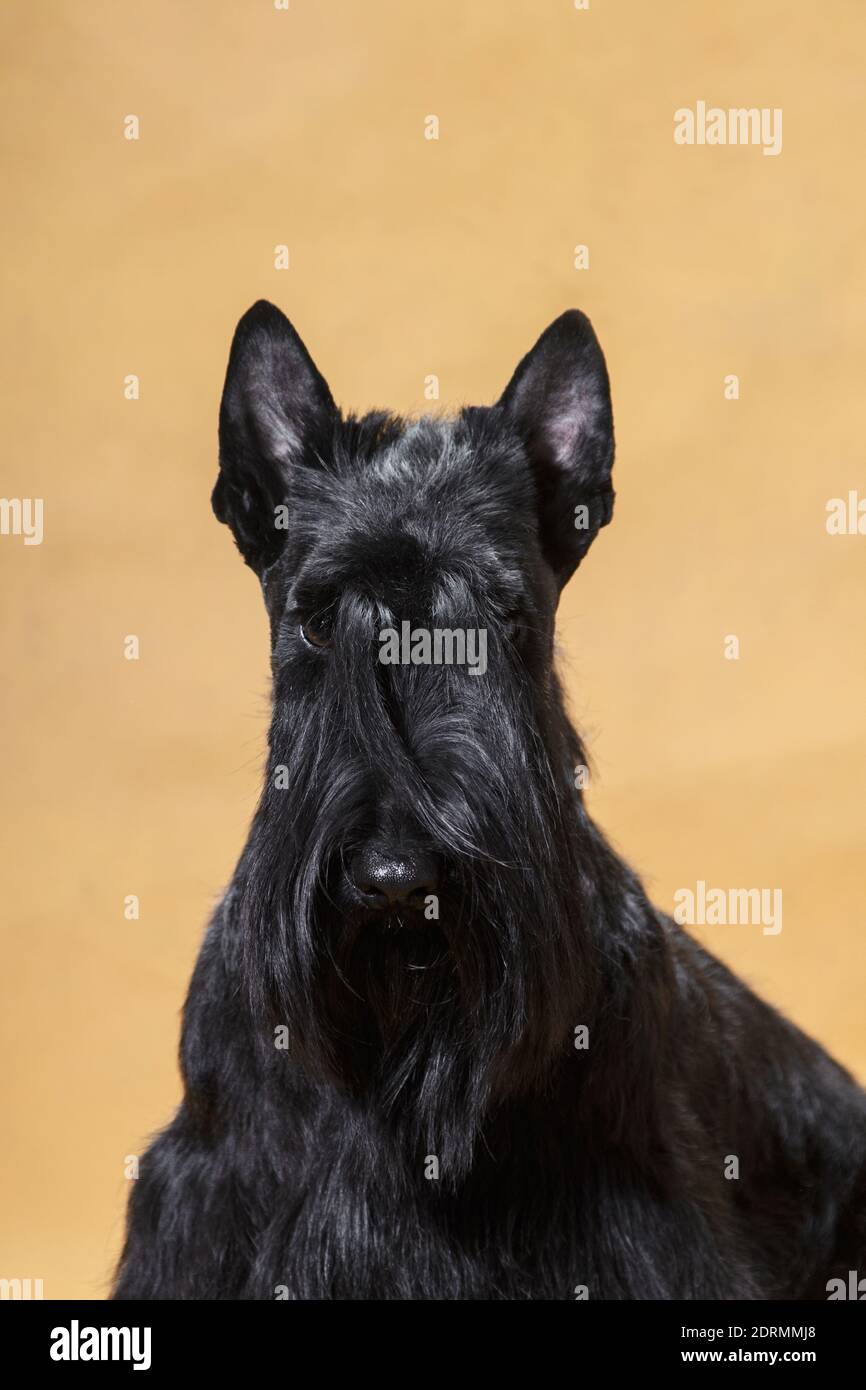 Porträt eines schwarzen Drahthaarigen kleinen Hundes der Rasse Scotch terrier auf einem gelben Hintergrund in einem Raum im studio Stockfoto