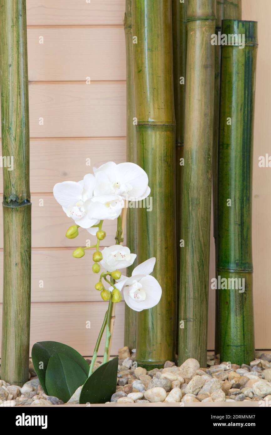 bambus ausbreitung Nicht-ausläuferbildender Bambus Kollektion (x2) - Fargesia robusta  campbell, fargesia scabrida asian wonder main image 1