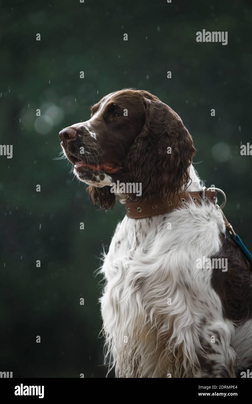 Weiß und braun nass sehr schöner springer Spaniel Hund im Freien Auf dem Gras im Sommer im Regen draußen Stockfoto