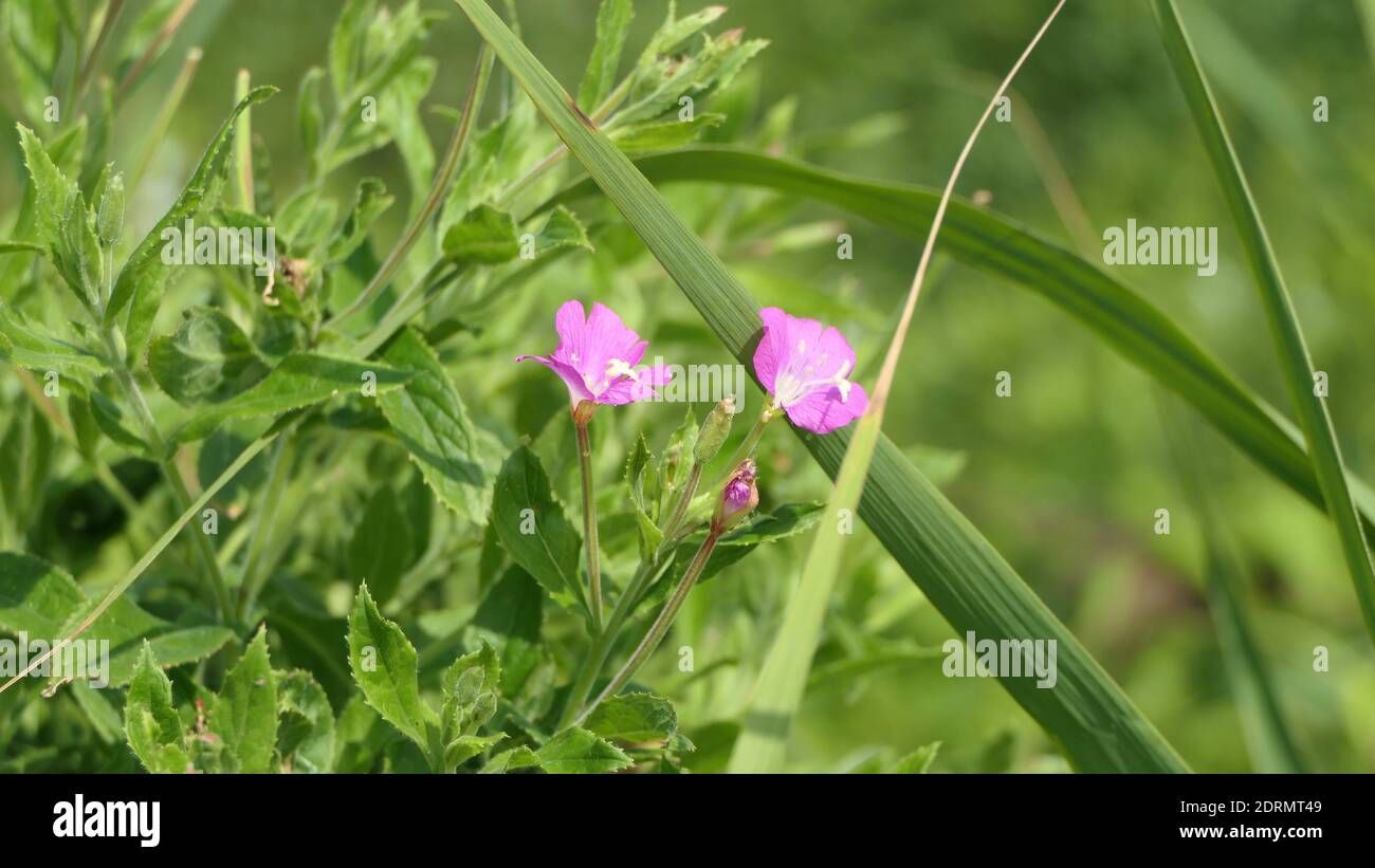 Polen Stockfoto