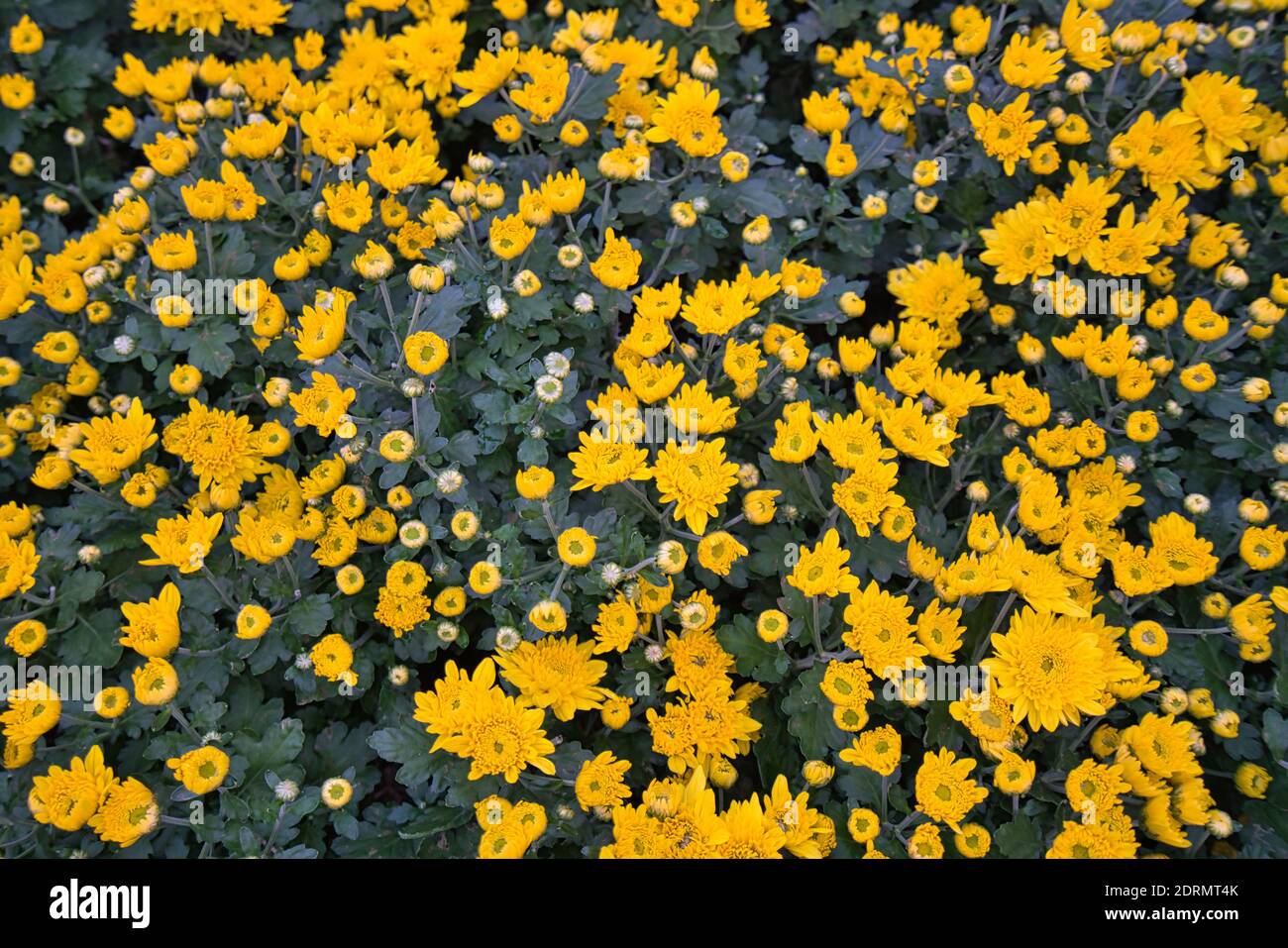 Der Garten ist voller Chrysanthemen. Es gibt Weiß, Gelb, Magenta, Lila und so weiter. Dies ist die Winterblütensaison in Taiwan. Stockfoto
