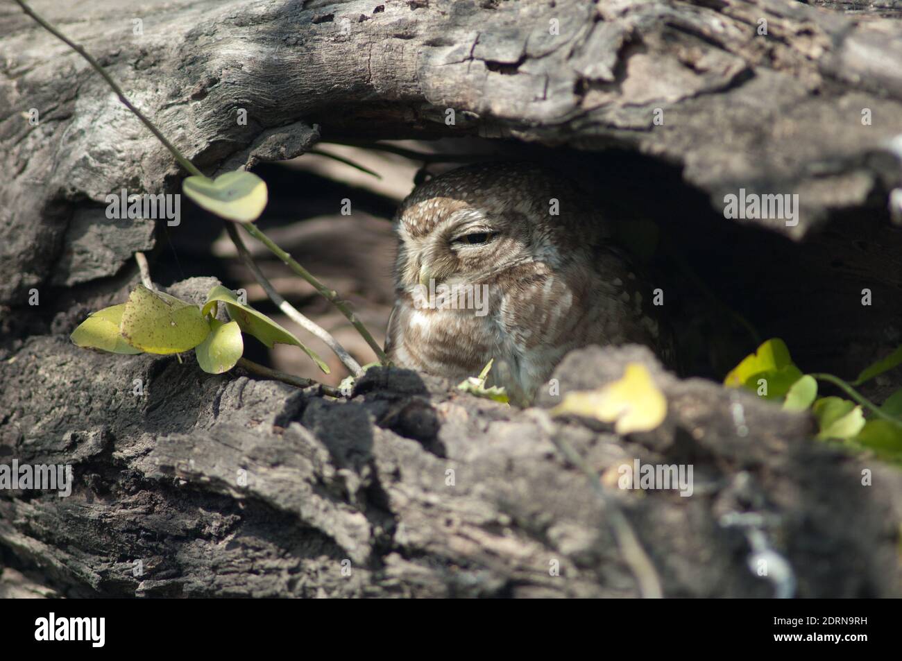 Gefleckte Ehlin Athene brama in einem Baumloch. Keoladeo Ghana National Park. Bharatpur. Rajasthan. Indien. Stockfoto