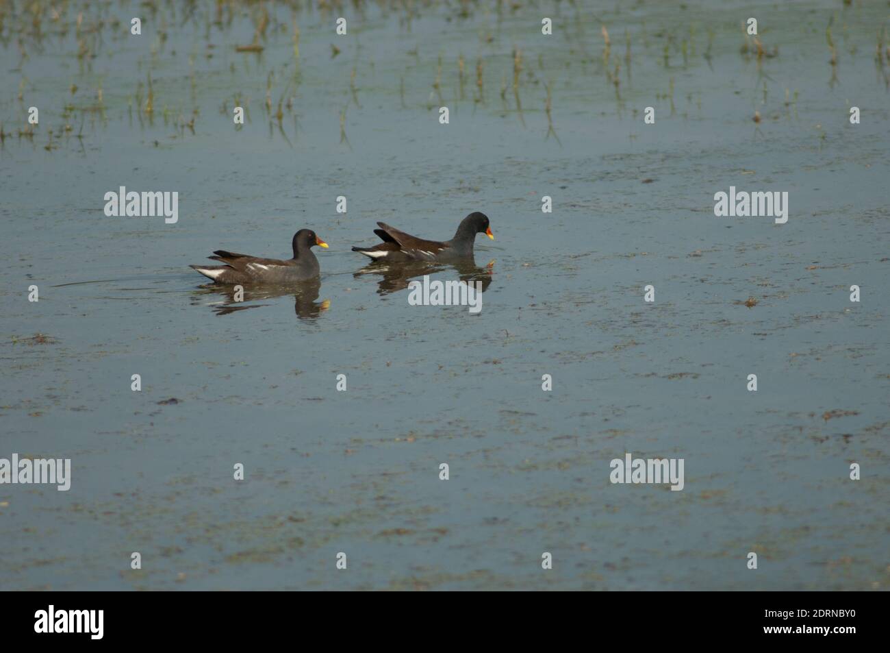 Moorhühner Gallinula chloropus in einem Teich. Keoladeo Ghana National Park. Bharatpur. Rajasthan. Indien. Stockfoto