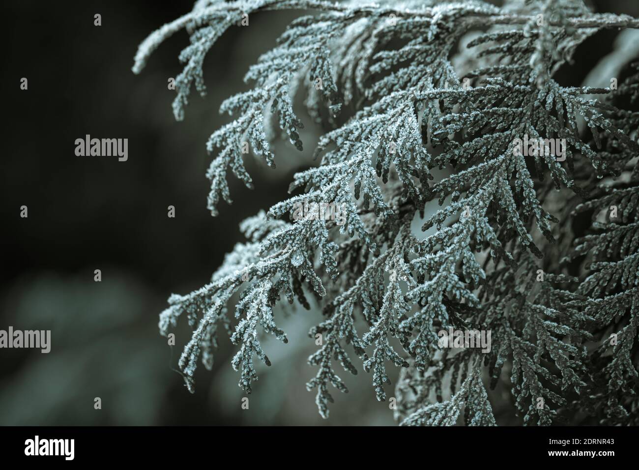 Gefrorene Zweige wurden in den frostigen frühen Morgen gegessen. Stockfoto