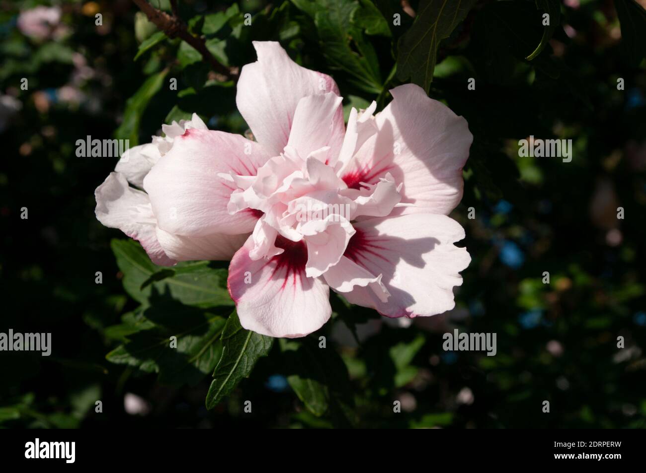 Rosa Hibiskusblüte auf grünem Hintergrund, Nahaufnahme. Rosa Blütenblätter. Schönheit der Natur. Stockfoto