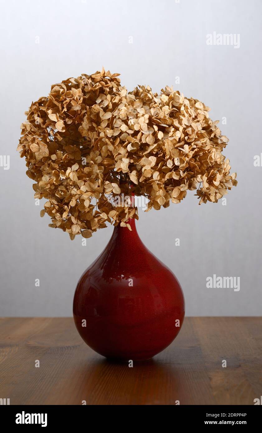 Trockene Hortensien in einer roten Vase auf einem Holztisch Stockfoto