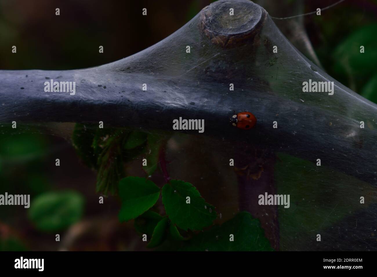 Marienkäfer beim Wandern auf dem kommunalen Larvenwebsite von Ermine Moth Stockfoto