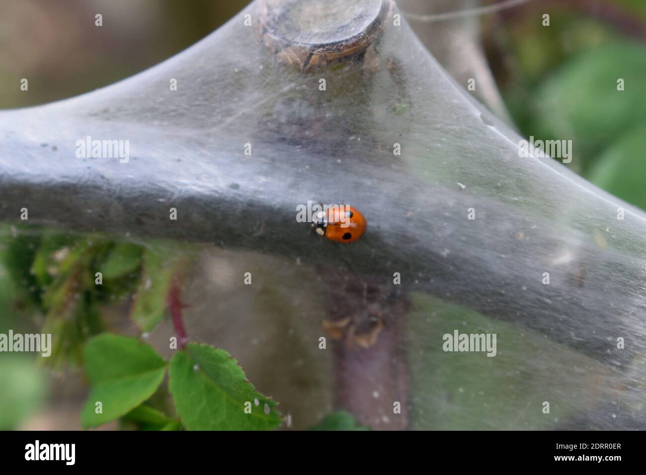 Marienkäfer beim Wandern auf dem kommunalen Larvenwebsite von Ermine Moth Stockfoto