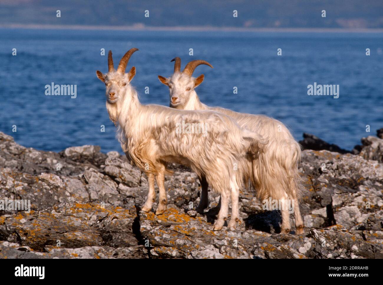 Zwei wilde oder wilde Ziegen, Capra hircus in der Carradale Bay, Mull of Kintyre, Schottland Stockfoto