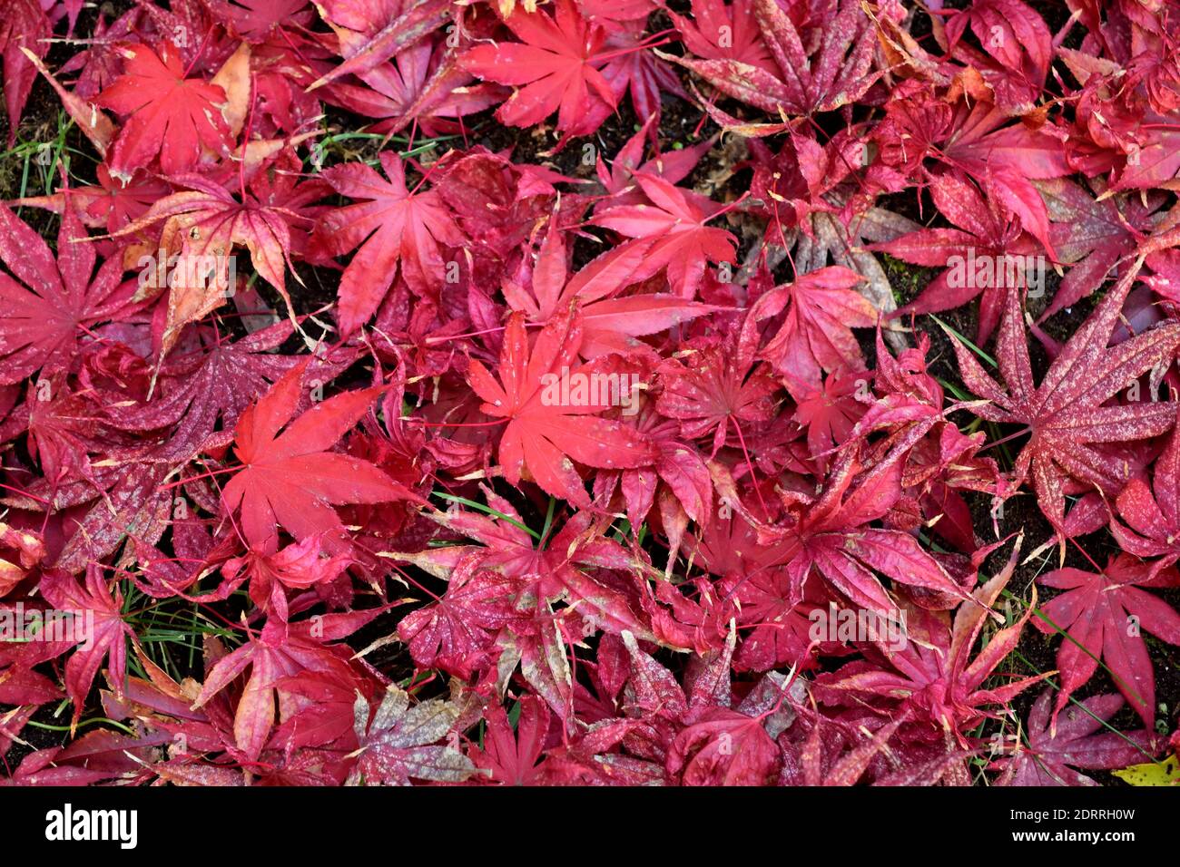 Nahaufnahme von japanischen Ahornblättern mit klassischen Herbstfarben, die auf den Boden fallen. Stockfoto