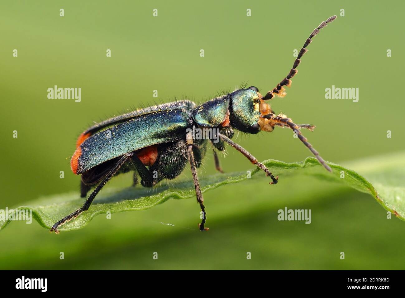 Gemeiner Malachitkäfer (Malachius bipustulatus), der auf einem schleichenden Butterblattblatt thront. Tipperary, Irland Stockfoto