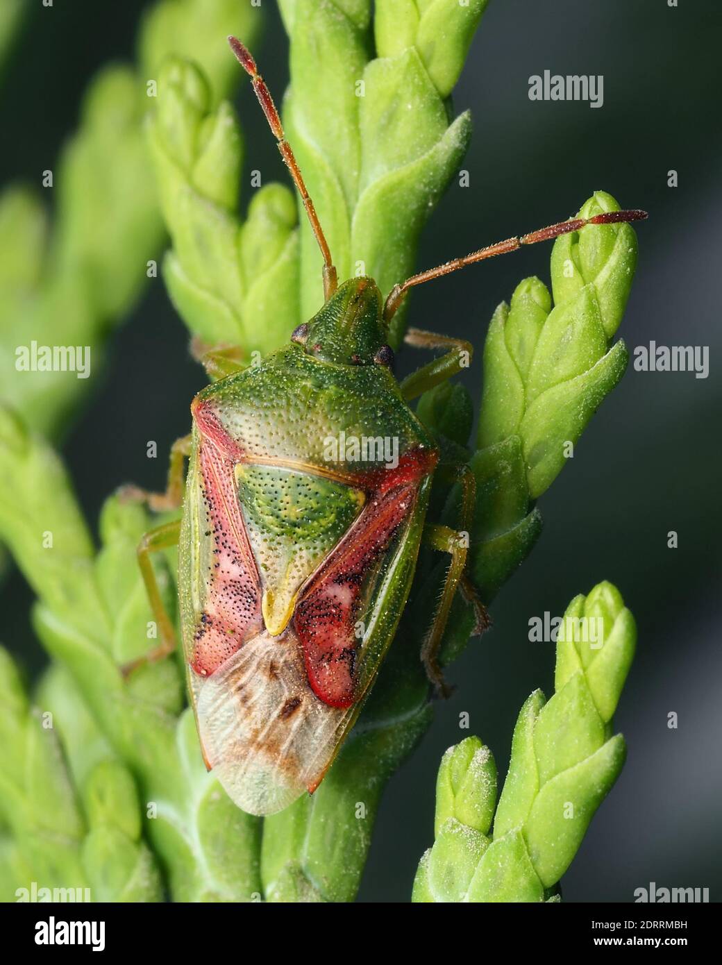 Juniper (Cyphostethus tristriatus Shieldbug) ruht auf Cypress Tree. Tipperary, Irland Stockfoto