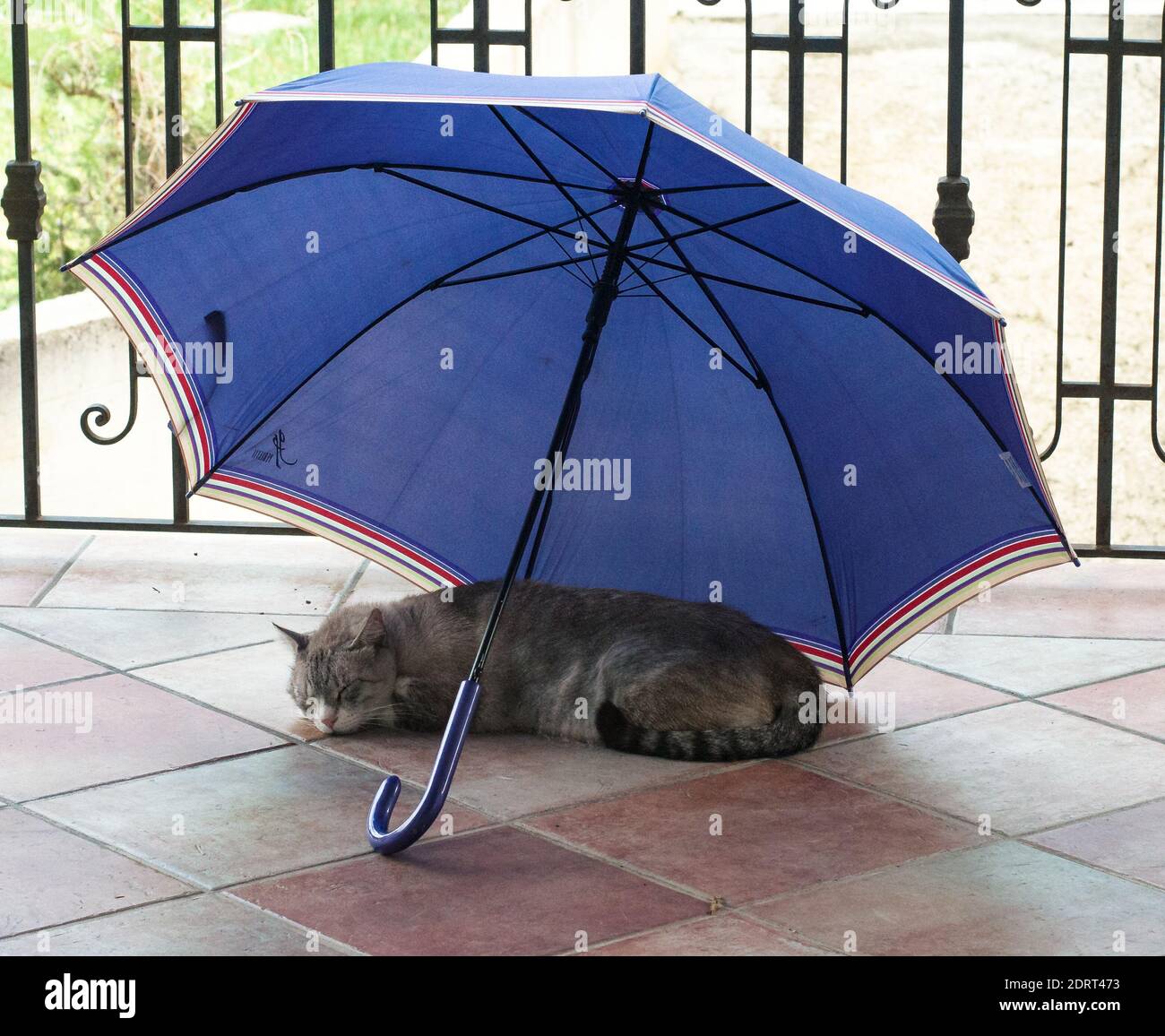 Katze Schläft Unter Dem Regenschirm Auf Dem Boden Stockfotografie - Alamy